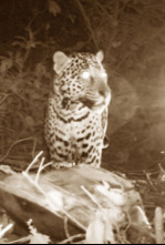 Imagen de Depredadores nocturnos: Leopardos - 5