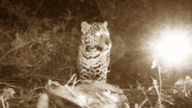 Imagen de Depredadores nocturnos: Leopardos - 6