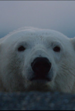 Imagen de Animales Imbatibles - 13