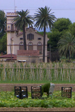 Imagen de El escarabajo verde  - 6
