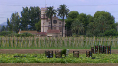 Imagen de El escarabajo verde  - 15