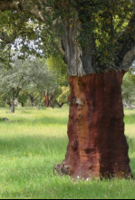 Imagen de El bosque protector: Papel y cartón, ciclo de vida - 6