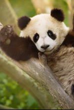 Imagen de Escuela de pandas  - 6