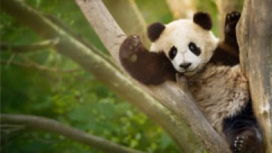 Imagen de Escuela de pandas  - 7