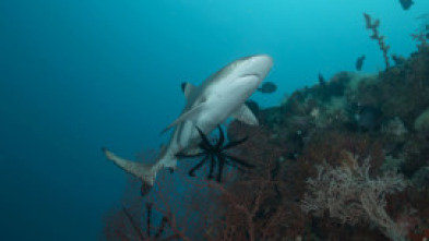 Imagen de Sharkzilla ataca Nueva York - 11