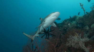Imagen de Mi extraña adicción: tiburones - 5