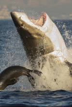 Imagen de Los tiburones más peligrosos del mundo - 6