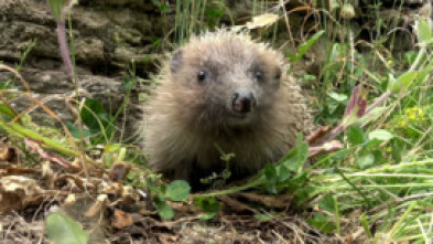 Imagen de ¡Qué animal! (T1): Parque Nacional de Monfragüe - 7