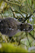 Imagen de Estructuras animales: Hogares a medida - 12