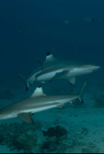 Imagen de Expedición X: Tiburones atómicos - 4