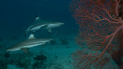 Imagen de Tiburones en Los Ángeles - 7