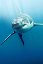 Imagen de Tiburones blancos...: Zona de la Gran Matanza Blanca: Guadalupe - 6