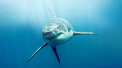 Imagen de Tiburones blancos...: Zona de la Gran Matanza Blanca: Guadalupe - 7