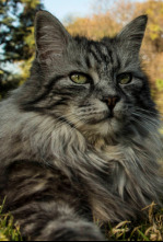 Imagen de Conociendo a los felinos - 11