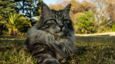 Imagen de Conociendo a los felinos - 12