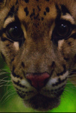 Imagen de Los felinos de Tailandia - 6