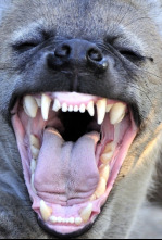 Imagen de Animales aún más salvajes: Alteración del orden público - 4