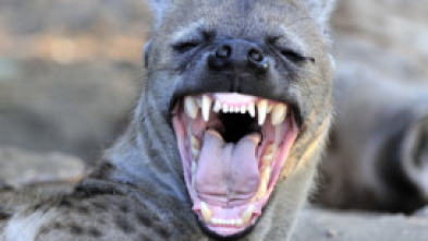 Imagen de Animales aún más salvajes: Cosas raras - 5
