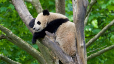 Imagen de Escuela de pandas: El estilo panda - 6