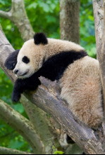 Imagen de Escuela de pandas: El estilo panda - 10
