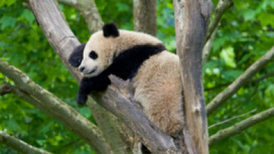 Imagen de Escuela de pandas: El estilo panda - 11