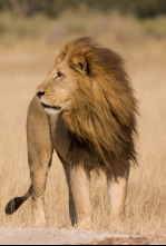 Imagen de Safari letal: Batallas entre grandes felinos - 5