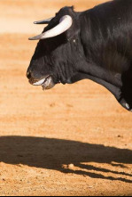 Imagen de Tendido cero (T25/26): Ep.46 - 9