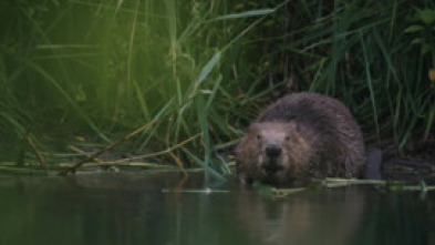 Imagen de Castor, un superhéroe de la naturaleza - 7