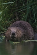 Imagen de Castor, un superhéroe de la naturaleza - 12