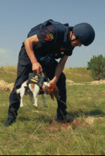 Imagen de Nosotros, nuestras mascotas y la guerra - 6