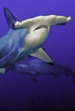 Imagen de El tiburón martillo gigante - 9