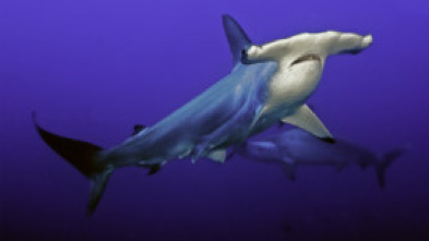 Imagen de El tiburón martillo gigante - 10