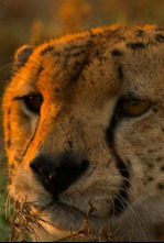 Imagen de Grandes especies de...: Grandes felinos - 6