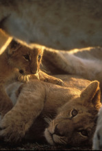 Imagen de Diario de los grandes felinos: Ep.1 - 4
