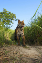 Imagen de Expedición tigre (T1): Ep.3 - 4