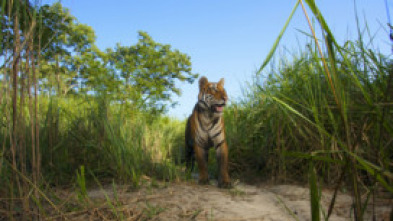 Imagen de Expedición tigre (T1): Ep.3 - 5