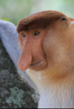 Imagen de El reino secreto de Borneo  - 12