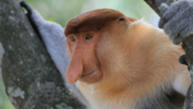 Imagen de El reino secreto de Borneo  - 13