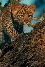 Imagen de Mashatu: tierra de leopardos - 12