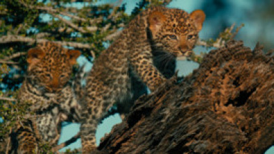 Imagen de Mashatu: tierra de leopardos - 14