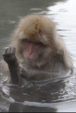 Imagen de El lado salvaje de...: Rompiendo el hielo - 5
