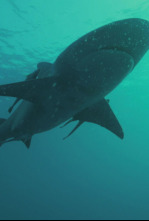 Imagen de Los secretos del tiburón toro - 7