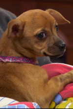 Imagen de Critter fixers: Veterinarios rurales  - 5