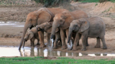 Imagen de Grandes parques naturales de África: parque nacional de los elefantes de Addo - 15