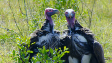 Imagen de Grandes parques naturales de África: Isimangaliso: el milagro - 10