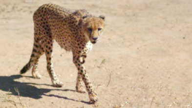 Imagen de Grandes parques...: Gran Karoo - 15