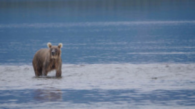 Imagen de Los osos gigantes de Alaska - 7