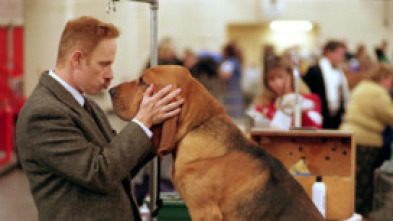 Imagen de Very Important perros - 9