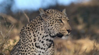 Imagen de La solitud del lleopard - 15