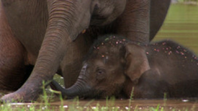 Imagen de Elefants, canviant vides - 7